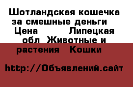 Шотландская кошечка за смешные деньги  › Цена ­ 300 - Липецкая обл. Животные и растения » Кошки   
